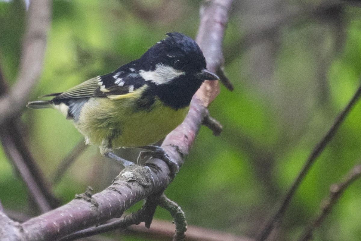 Yellow-bellied Tit - ML622010632