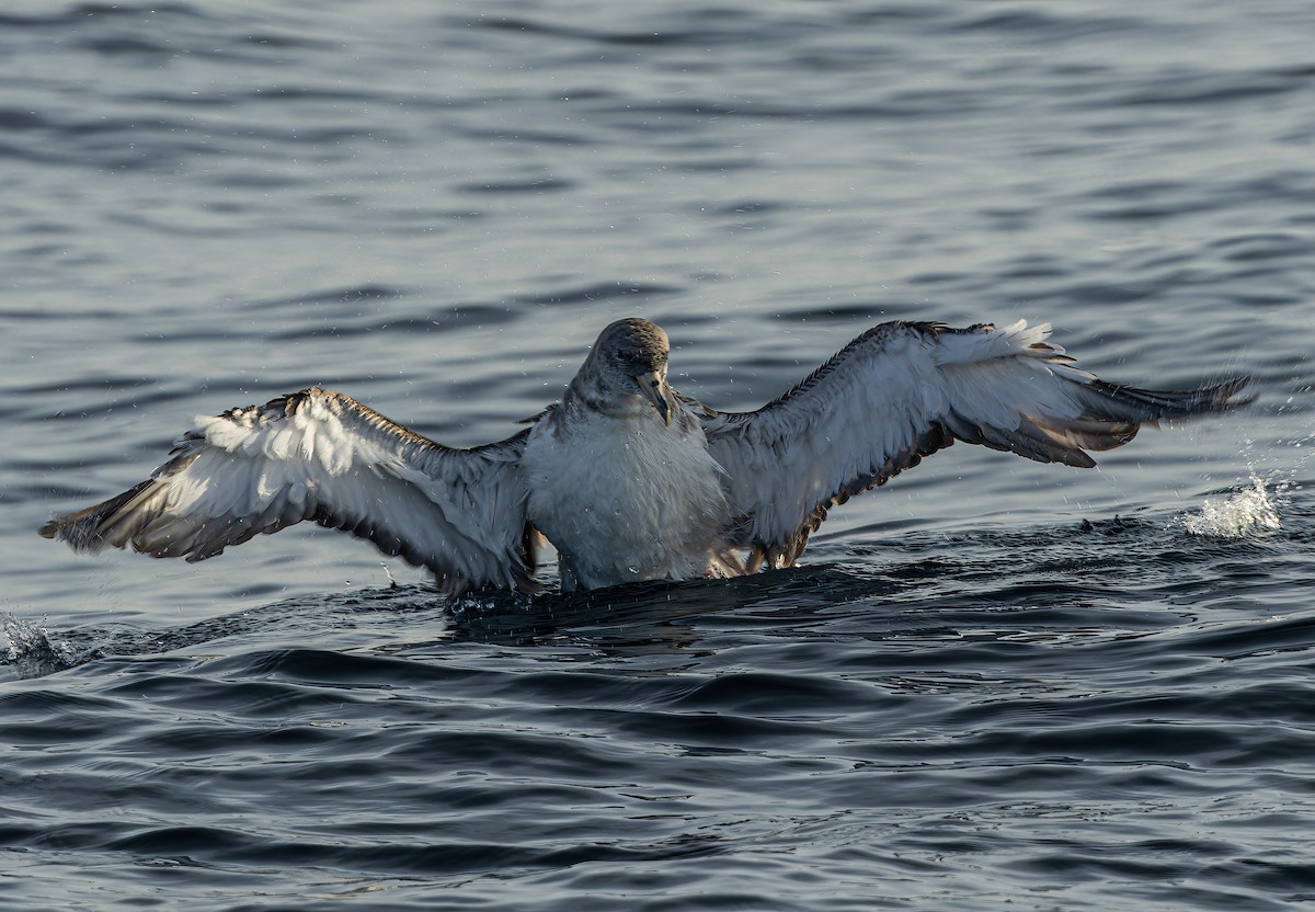 Cory's Shearwater (Scopoli's) - Ricky Owen