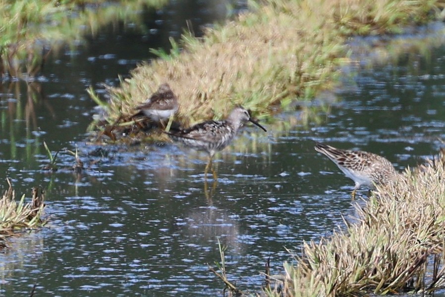 eBird Checklist - 30 Jul 2024 - 706–734 Federal Point Rd, Hastings US ...