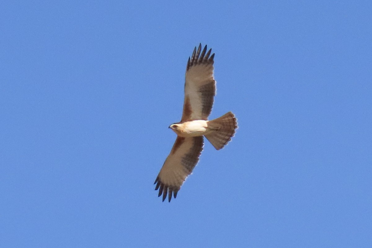Little Eagle - ML622010732