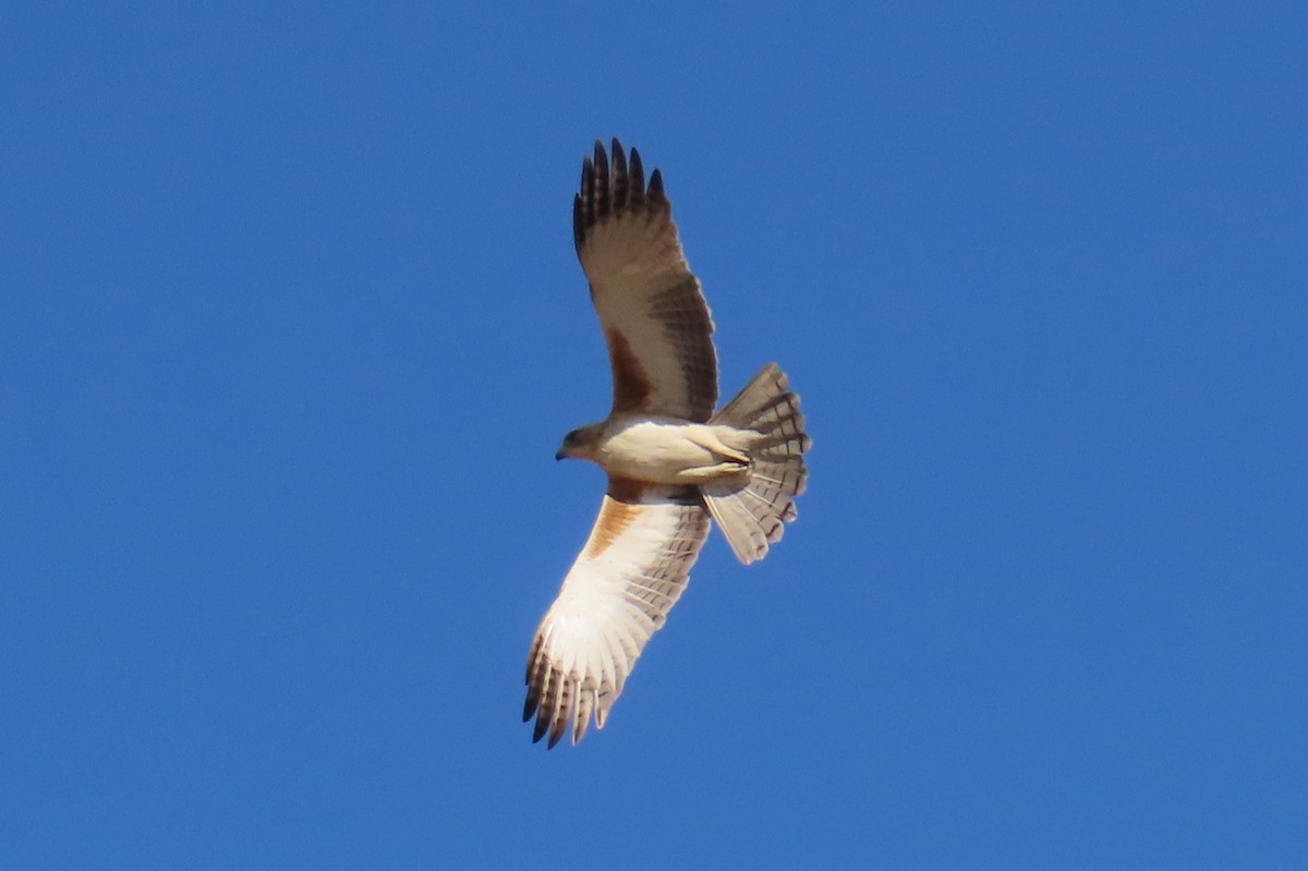 Little Eagle - ML622010733