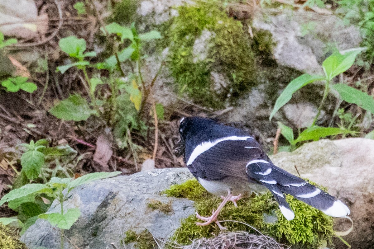 hvitkronekløftstjert (sinensis/indicus) - ML622010735