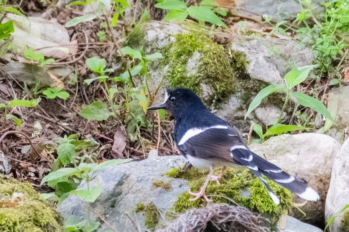 hvitkronekløftstjert (sinensis/indicus) - ML622010753