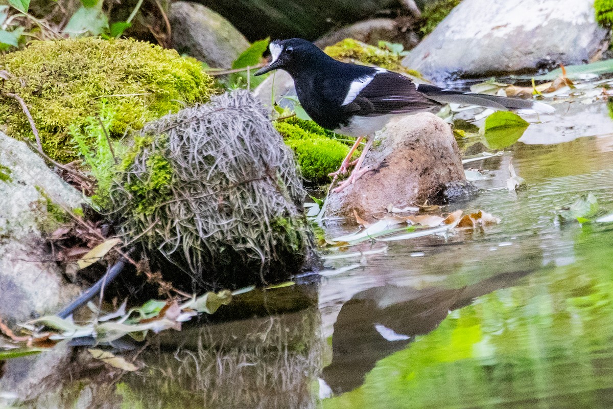 White-crowned Forktail (Northern) - ML622010765