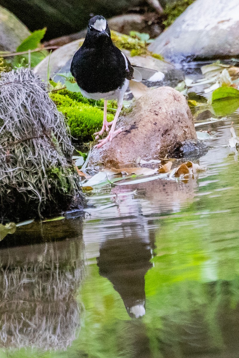 White-crowned Forktail (Northern) - ML622010773