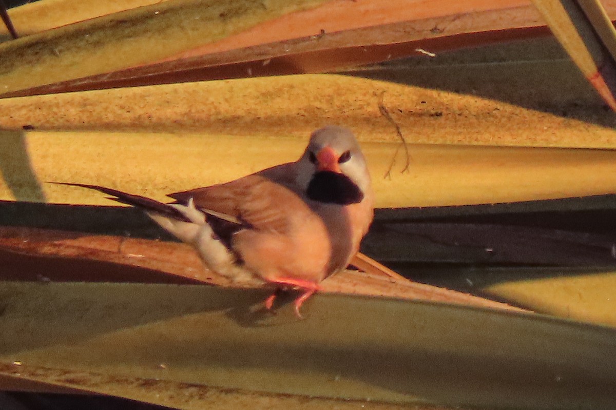 Long-tailed Finch - ML622010781