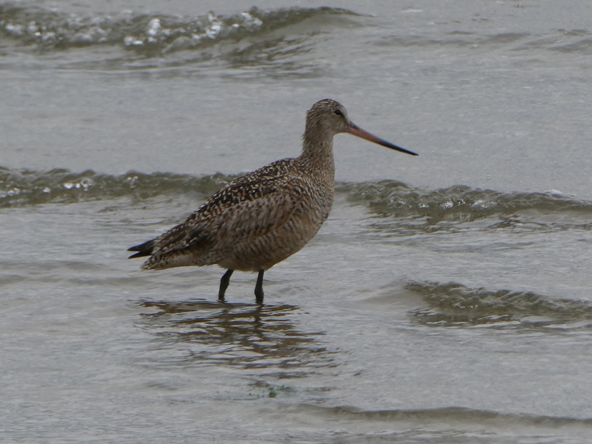 břehouš velký - ML622010792