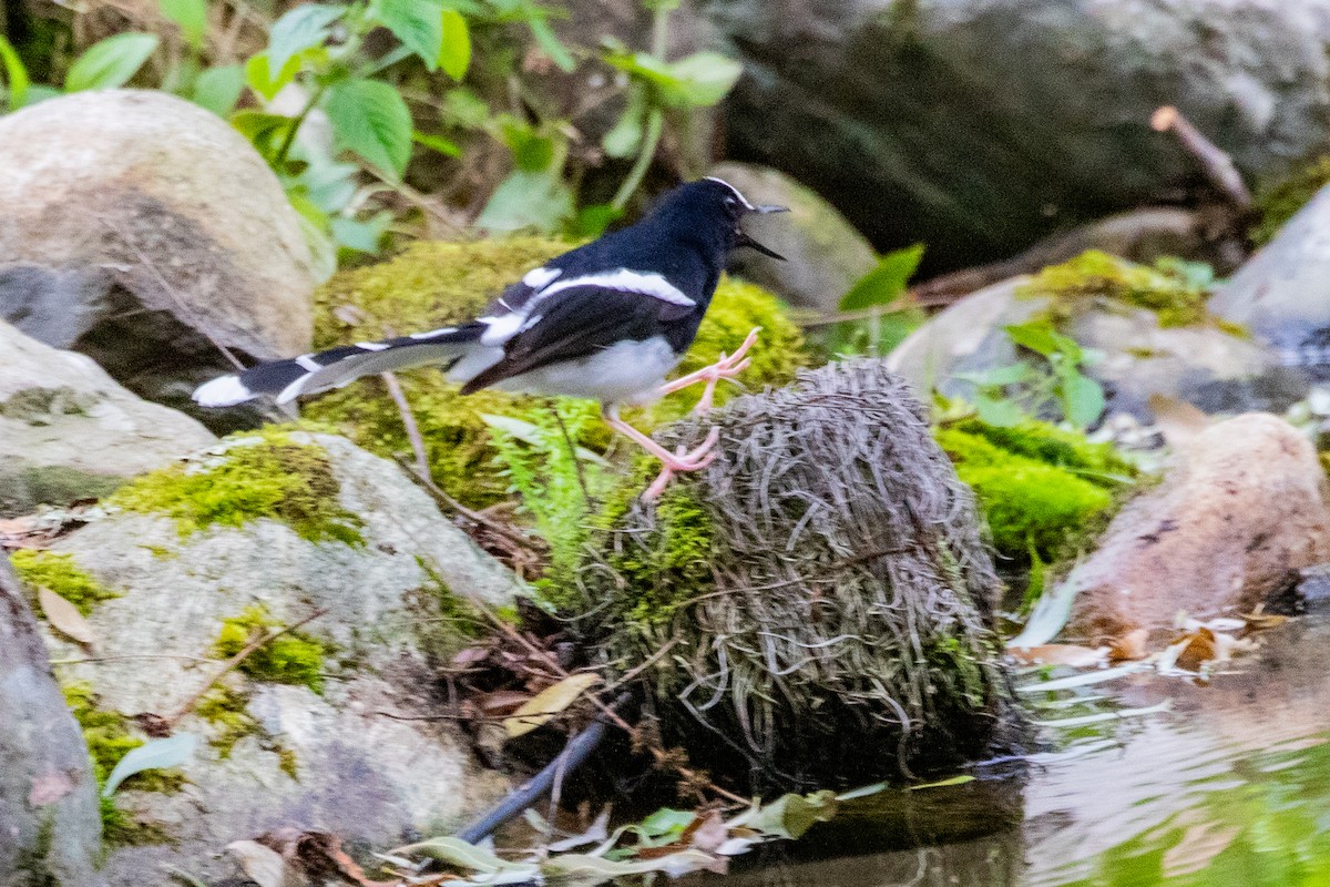 White-crowned Forktail (Northern) - ML622010812