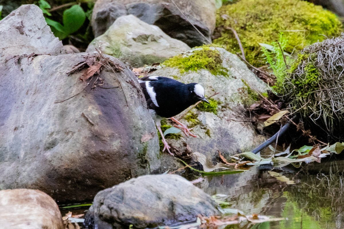 White-crowned Forktail (Northern) - ML622010819