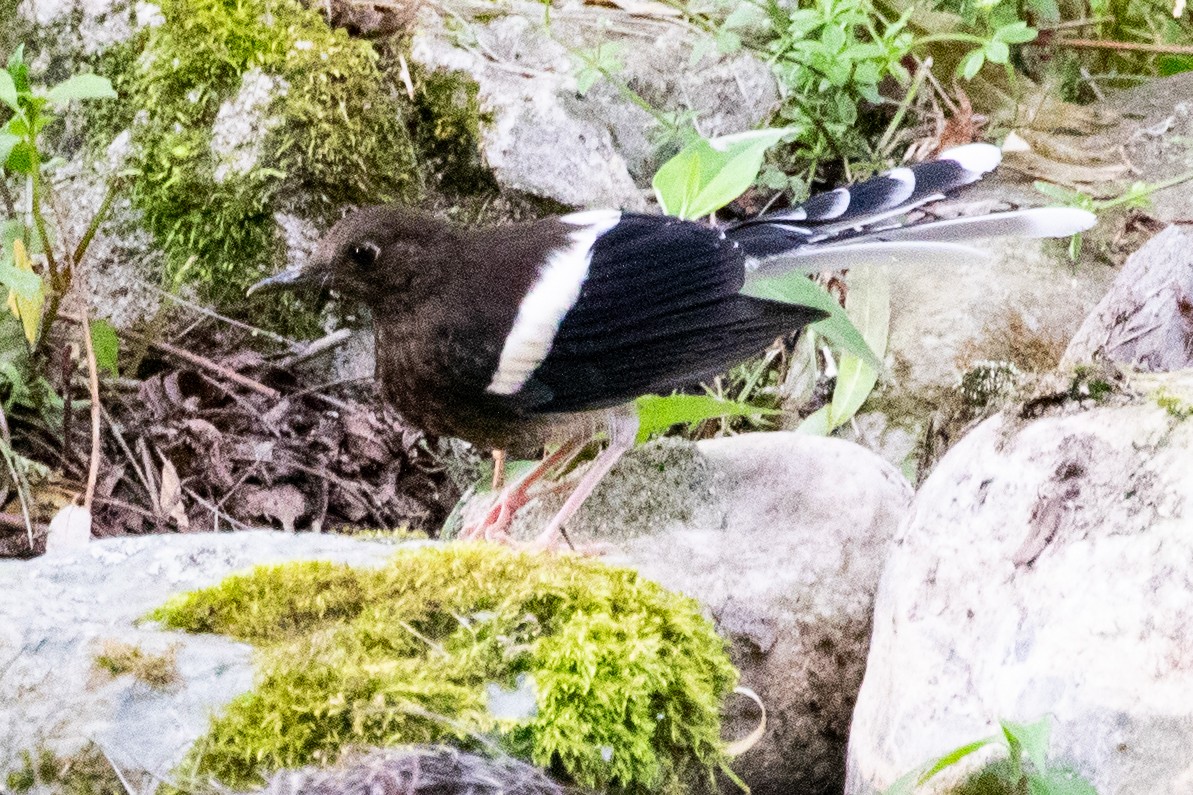 White-crowned Forktail (Northern) - Sue Wright