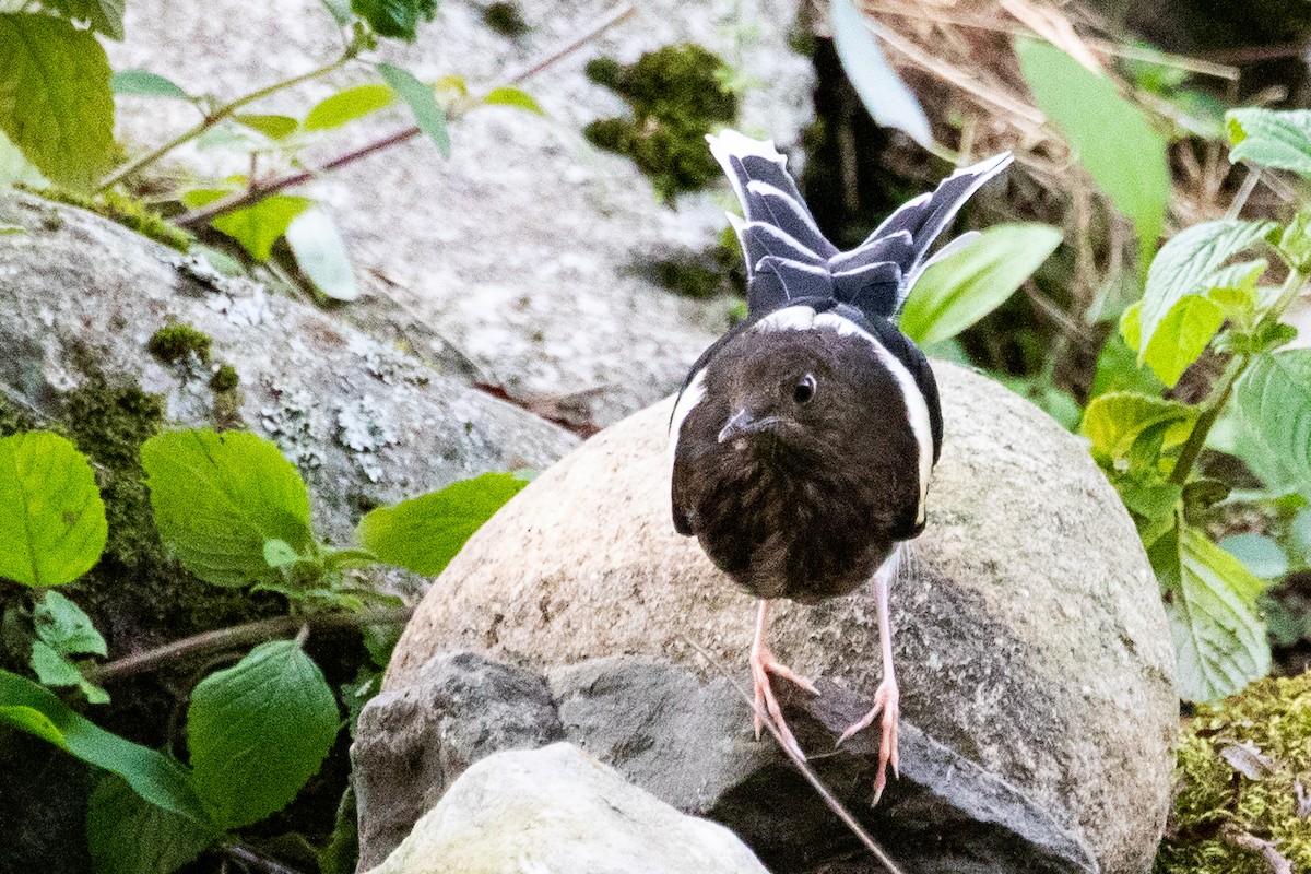 White-crowned Forktail (Northern) - ML622010844