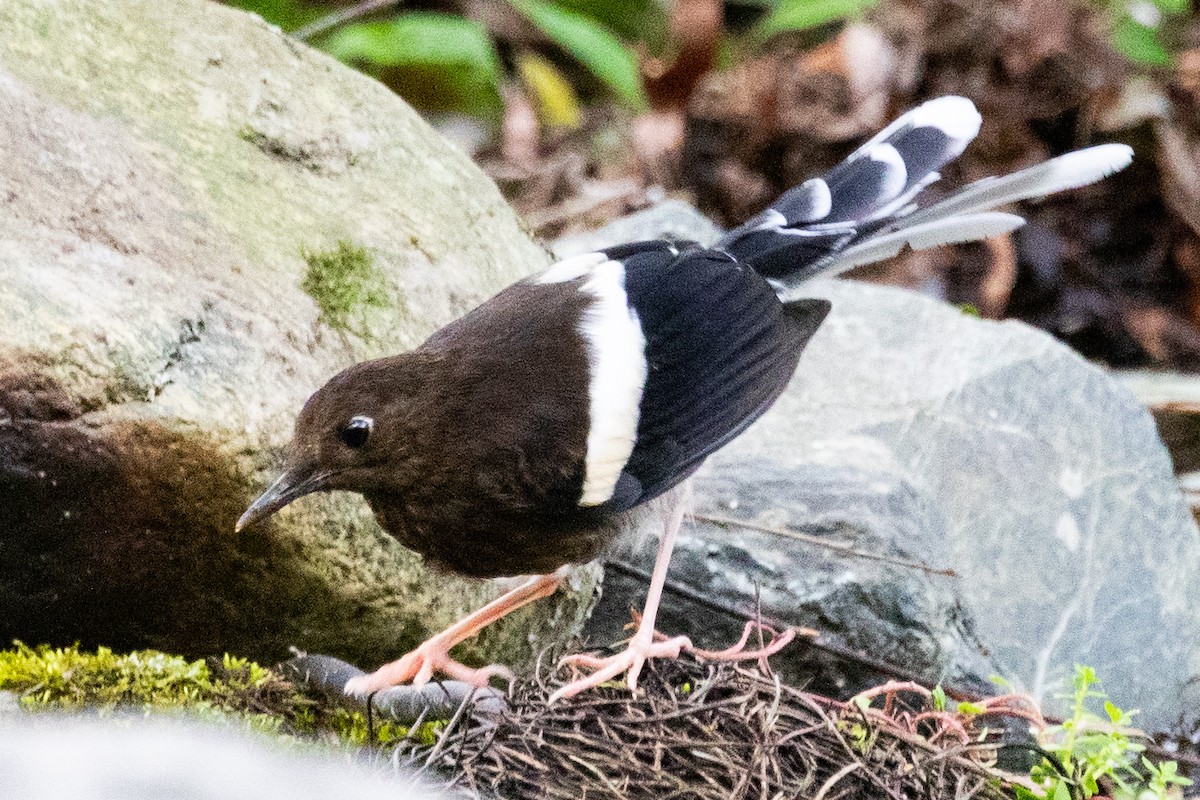 White-crowned Forktail (Northern) - ML622010847