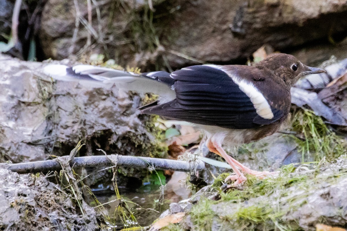 White-crowned Forktail (Northern) - ML622010850