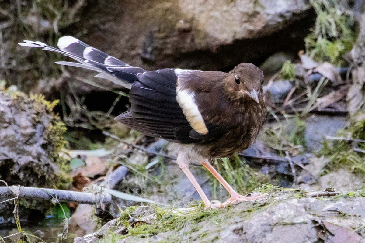 White-crowned Forktail (Northern) - ML622010860