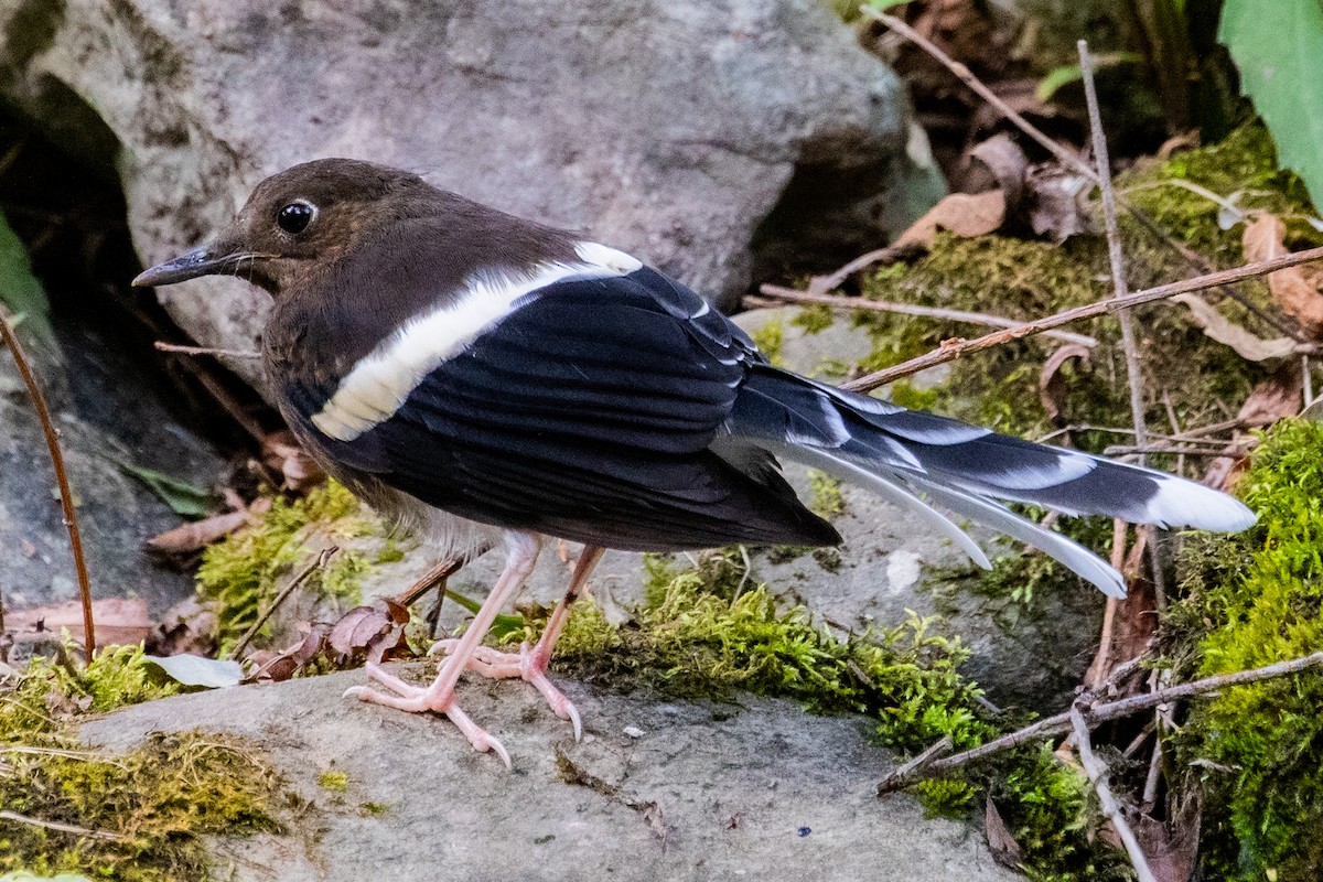 White-crowned Forktail (Northern) - ML622010865