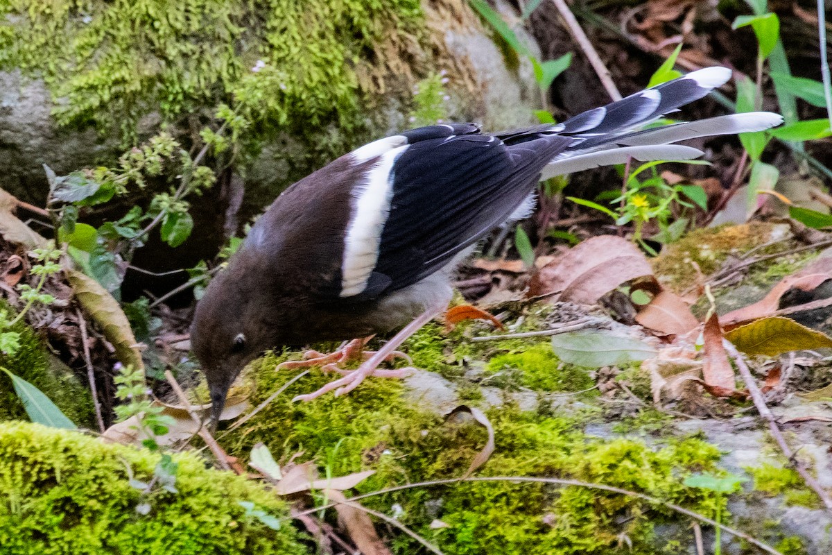 White-crowned Forktail (Northern) - ML622010872