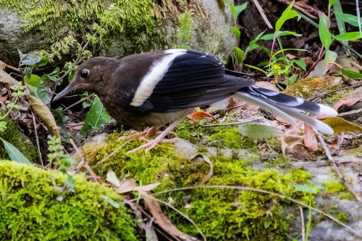 White-crowned Forktail (Northern) - ML622010875