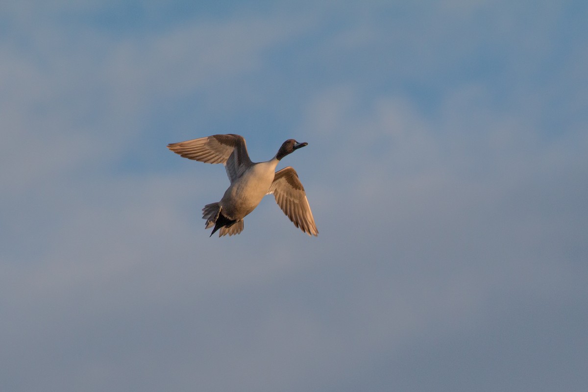 Northern Pintail - ML622011050