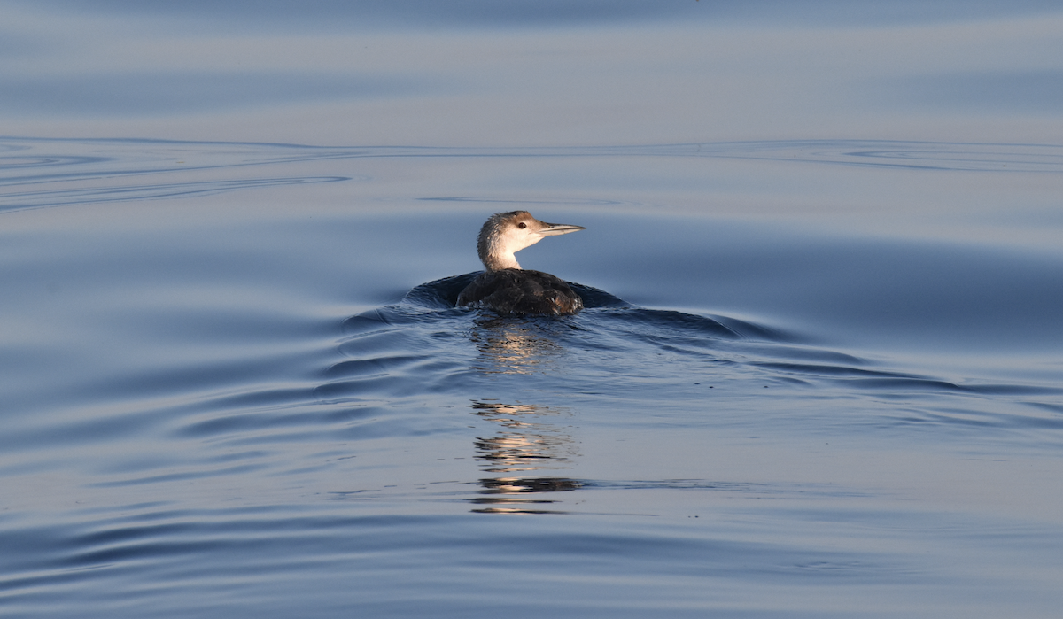 potáplice lední - ML622011064