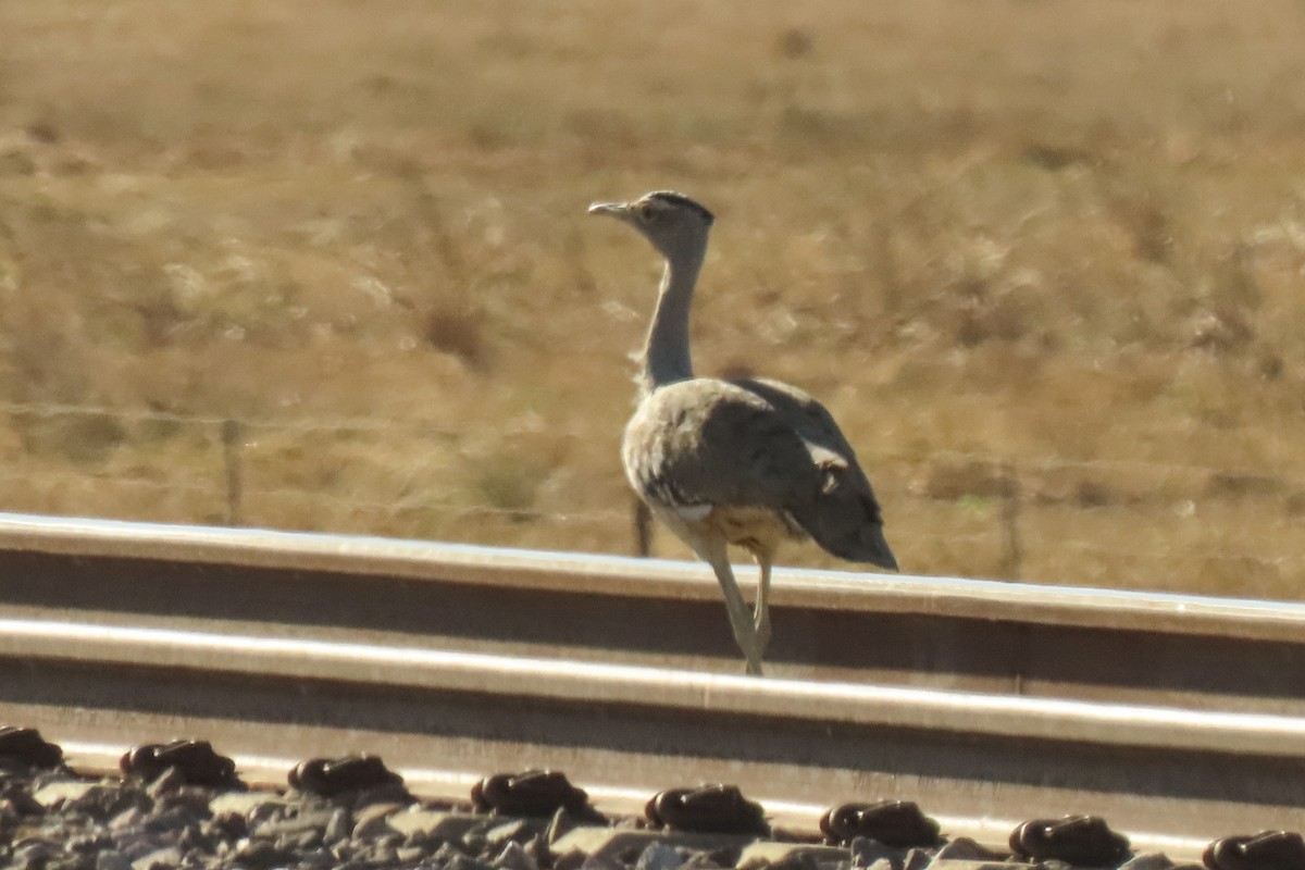 Australian Bustard - ML622011087