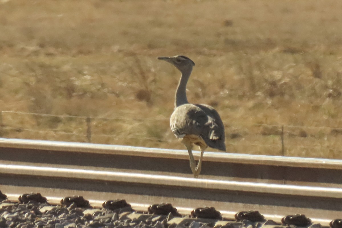 Australian Bustard - ML622011088