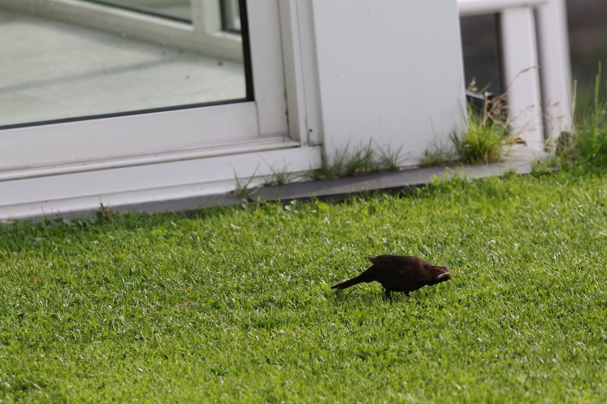 Eurasian Blackbird - ML622011146