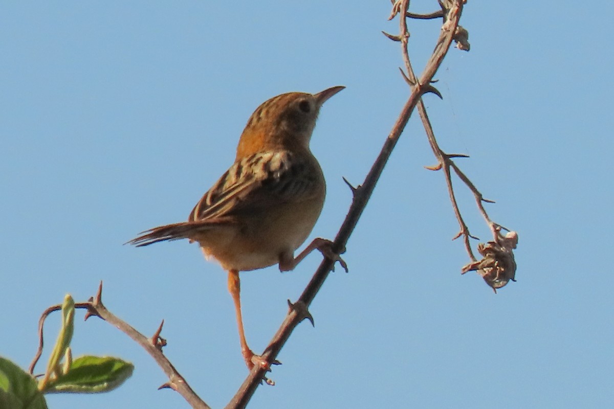 Golden-headed Cisticola - ML622011154