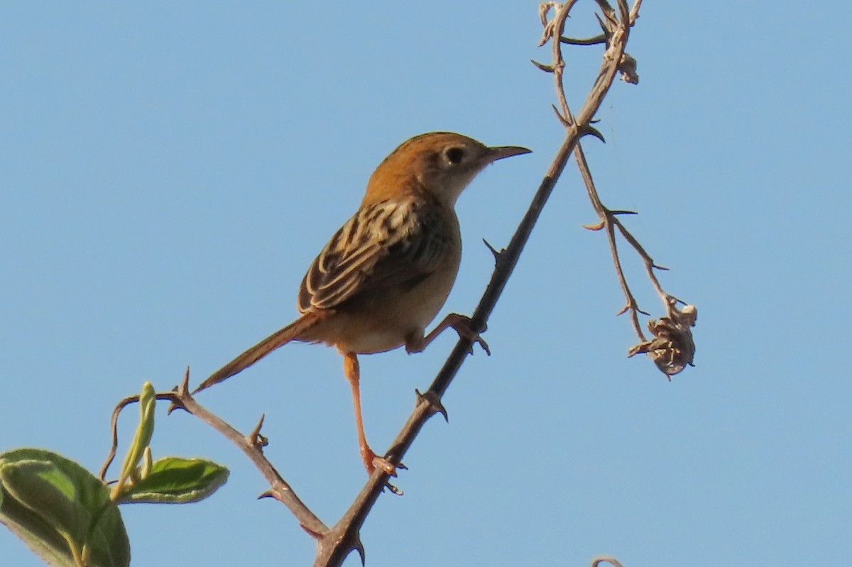 Golden-headed Cisticola - ML622011155