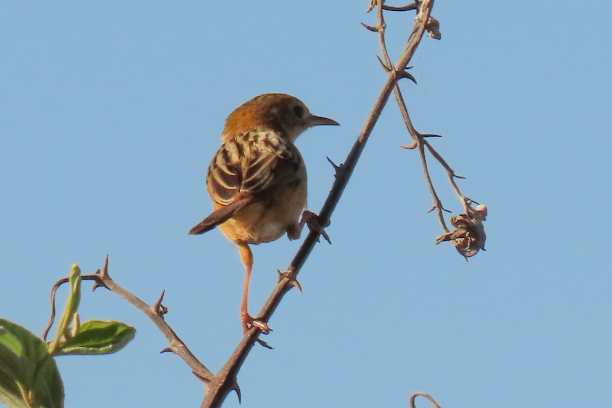 Golden-headed Cisticola - ML622011156