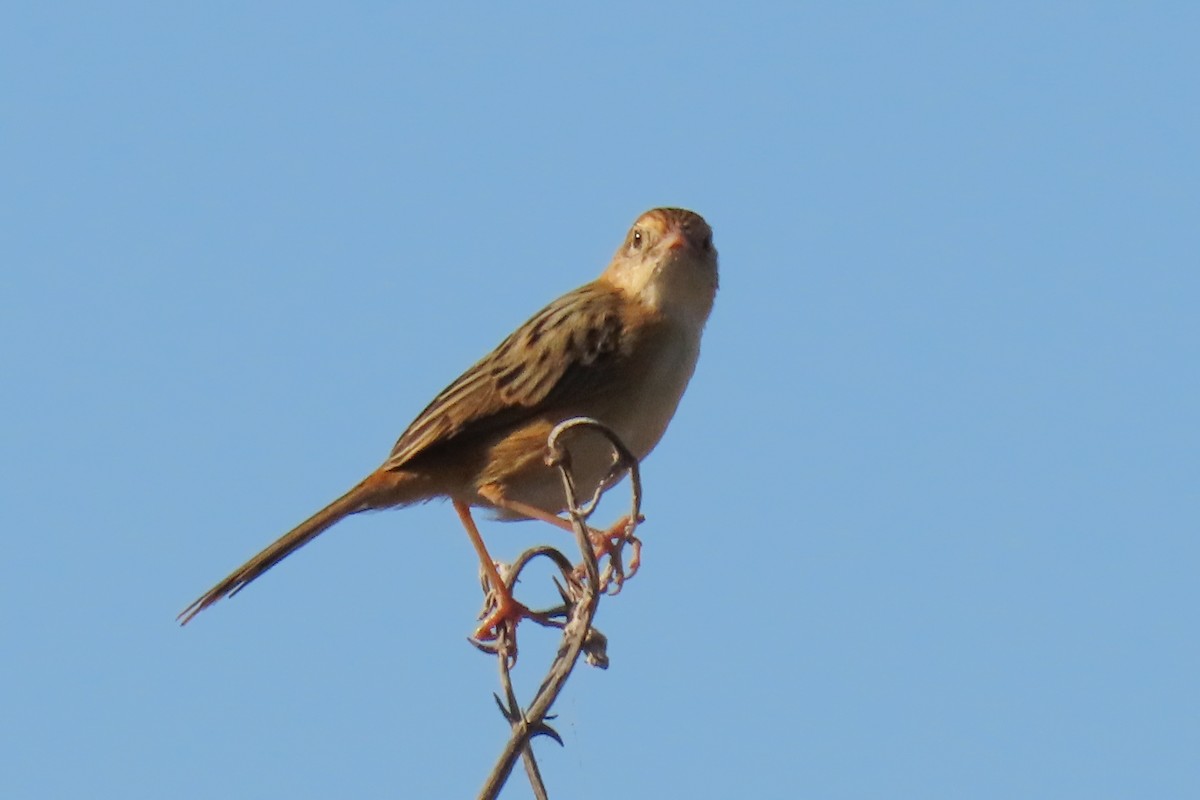 Golden-headed Cisticola - ML622011157