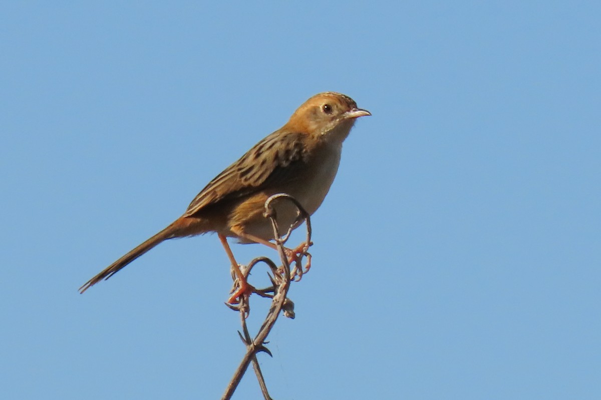 Golden-headed Cisticola - ML622011158