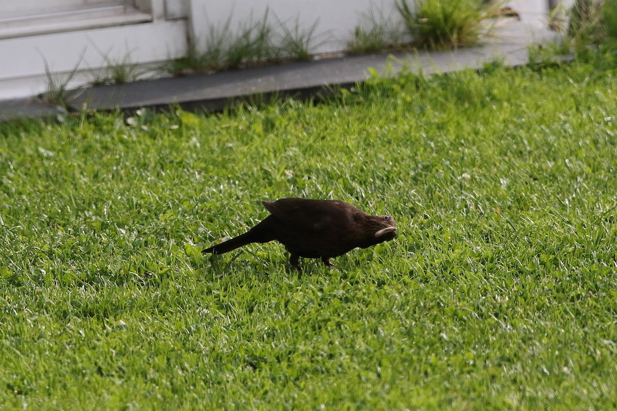 Eurasian Blackbird - ML622011171