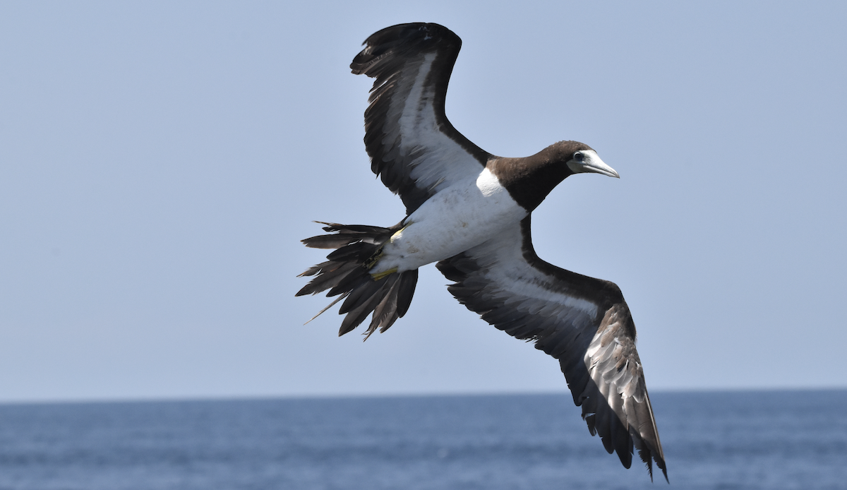 terej žlutonohý (ssp. leucogaster) - ML622011172