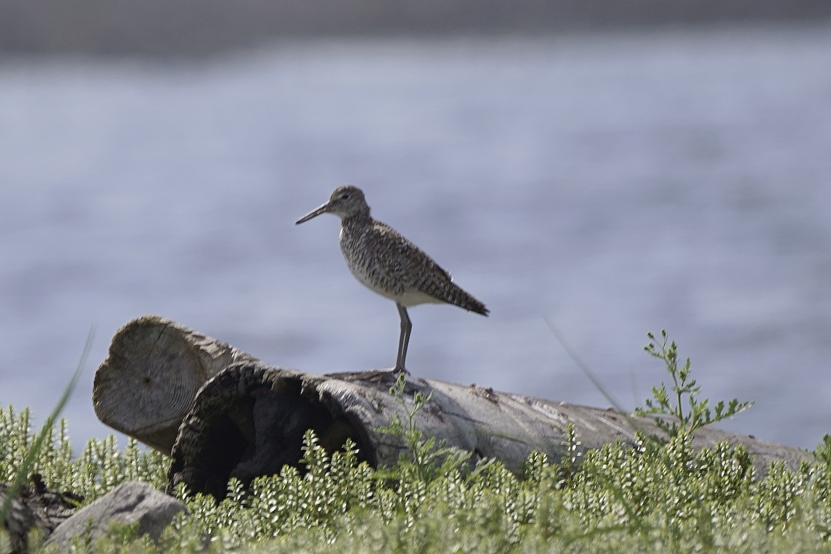 Willet - ML622011176