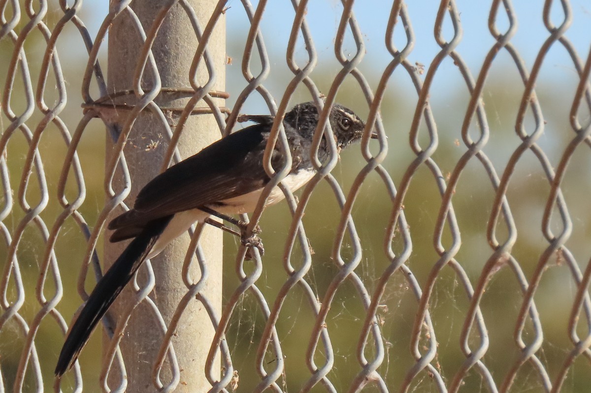 Willie-wagtail - ML622011182