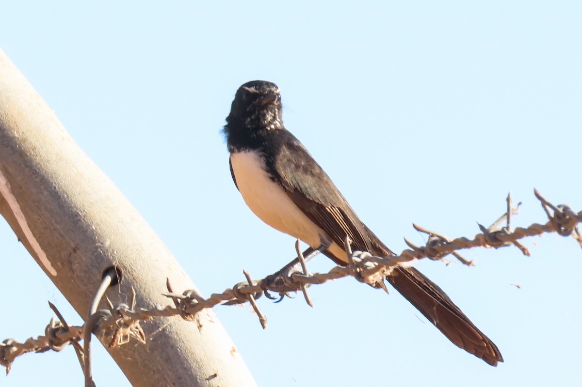 Willie-wagtail - ML622011183