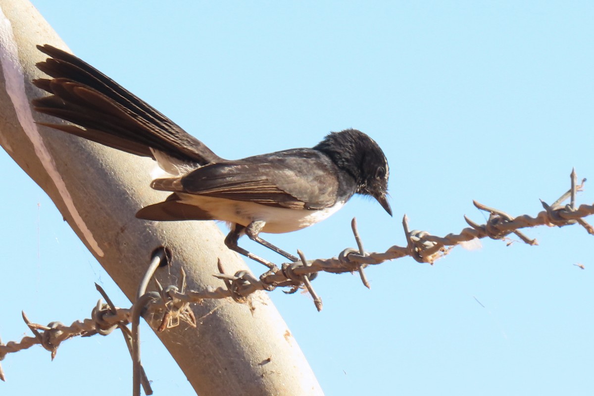 Willie-wagtail - ML622011184