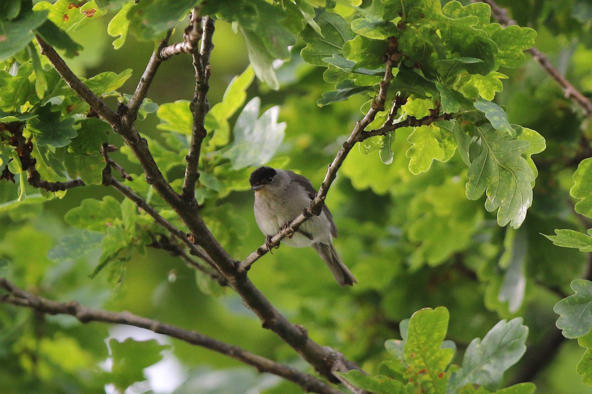 Eurasian Blackcap - ML622011211