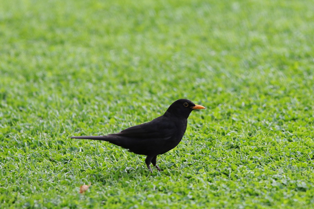 Eurasian Blackbird - ML622011236