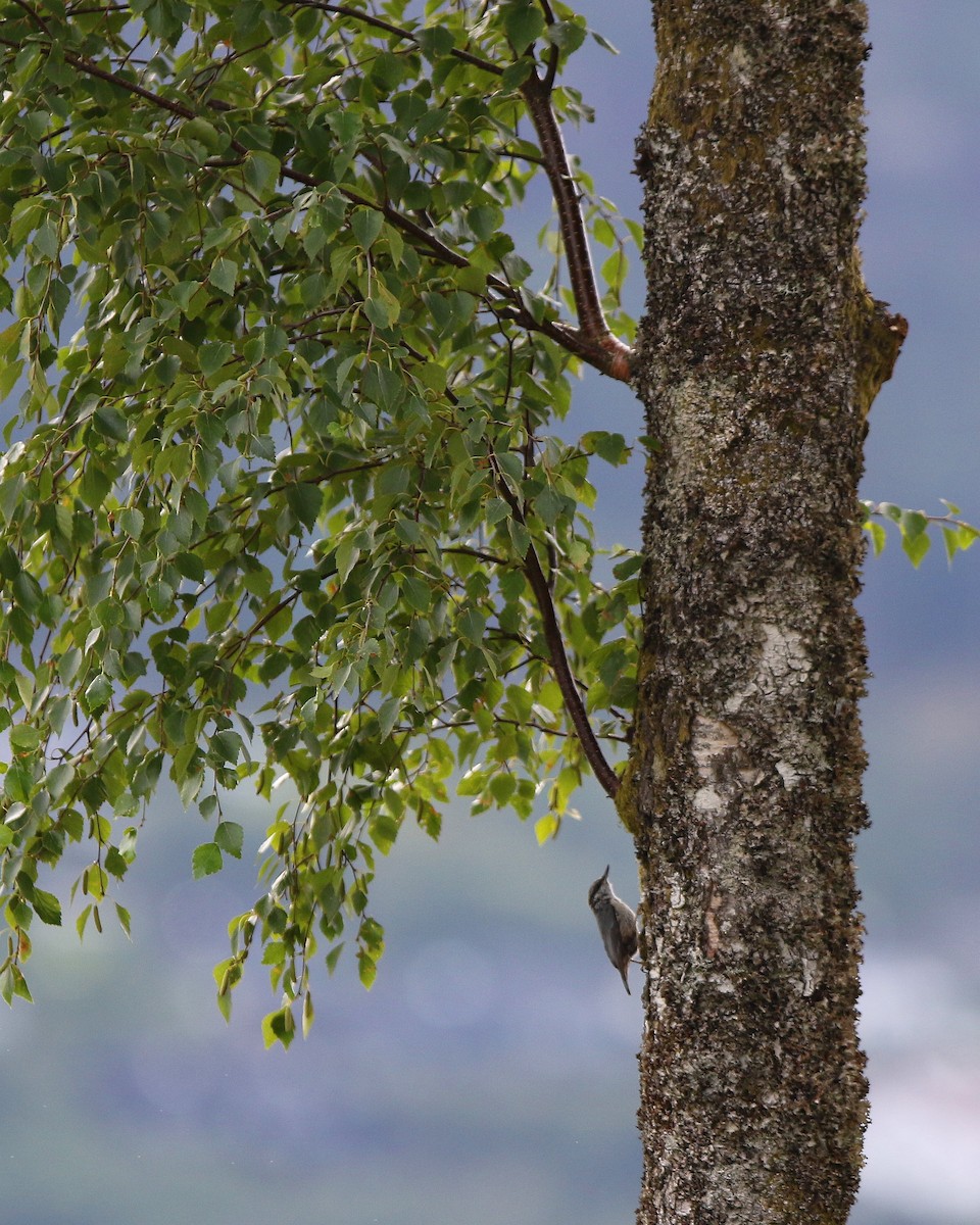 Eurasian Nuthatch - ML622011294