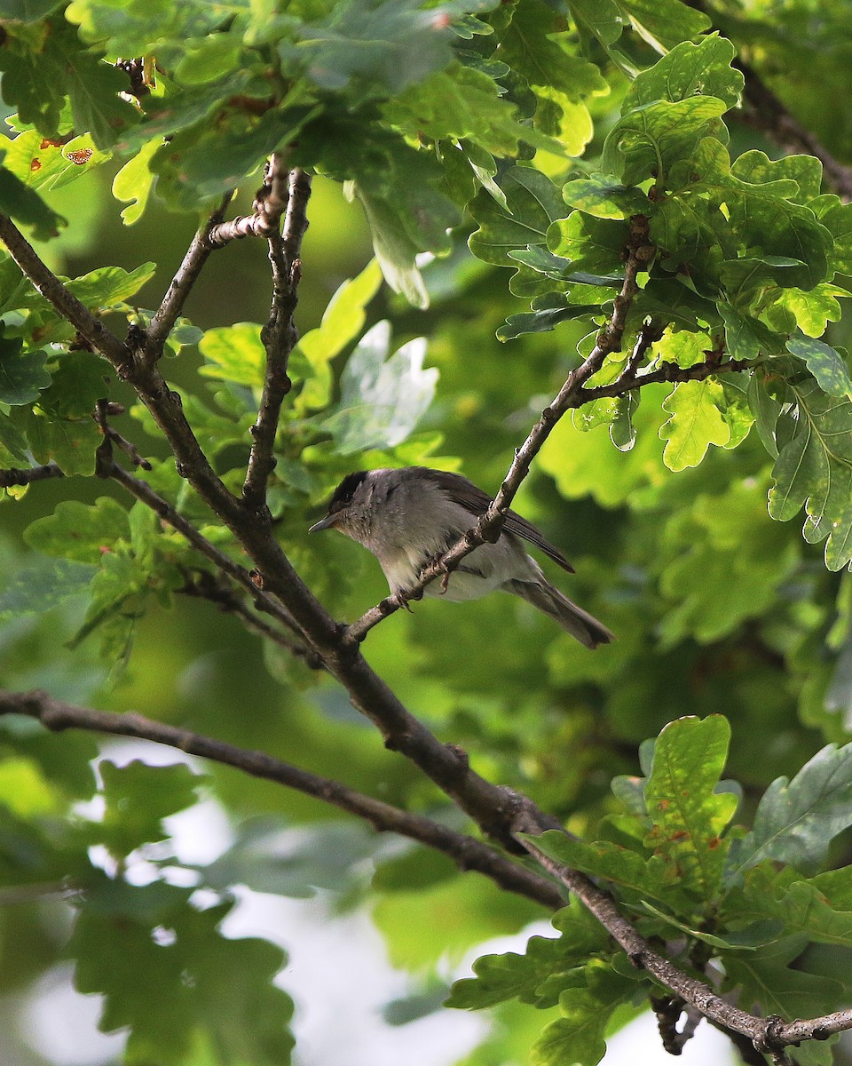 Eurasian Blackcap - ML622011353