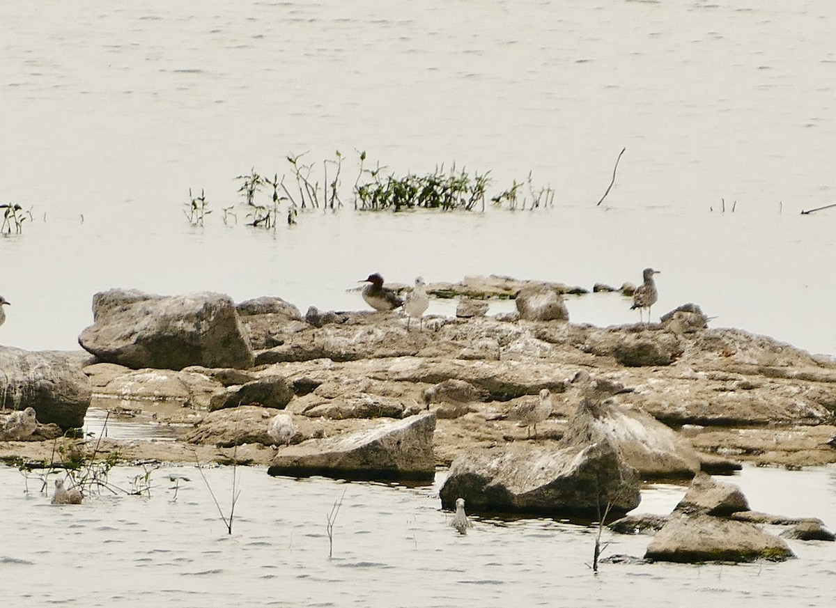 Red-breasted Merganser - ML622011359