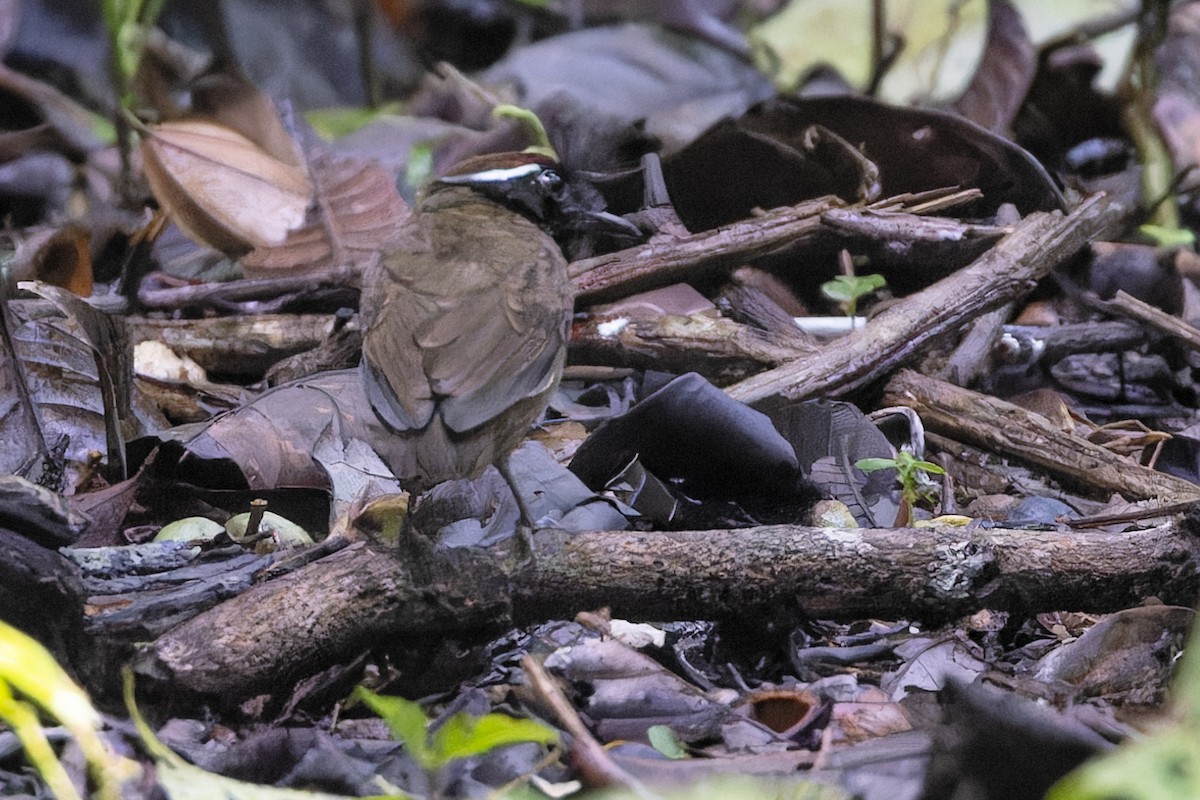Chestnut-belted Gnateater - ML622011404