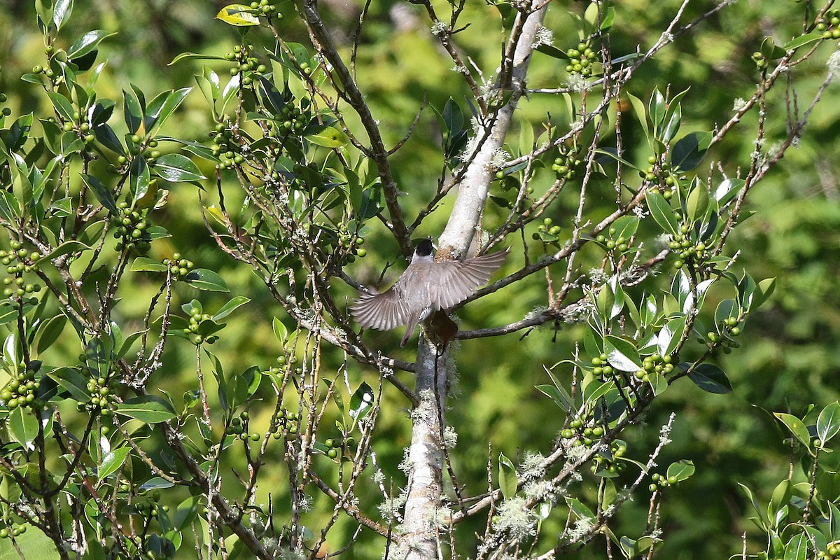 Eurasian Blackcap - ML622011406