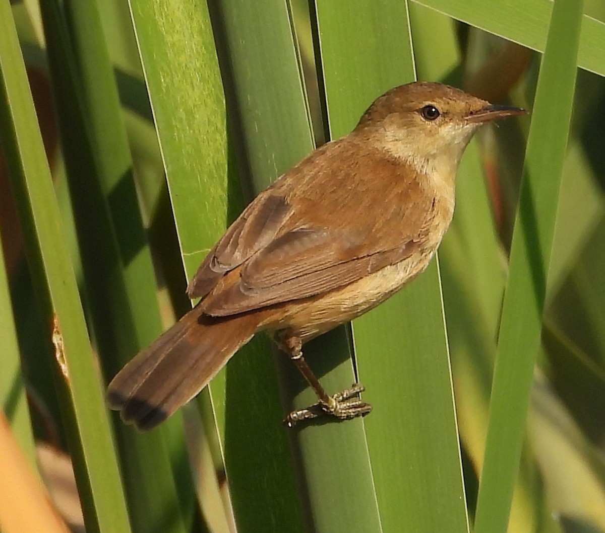 Common Reed Warbler (African) - ML622011476