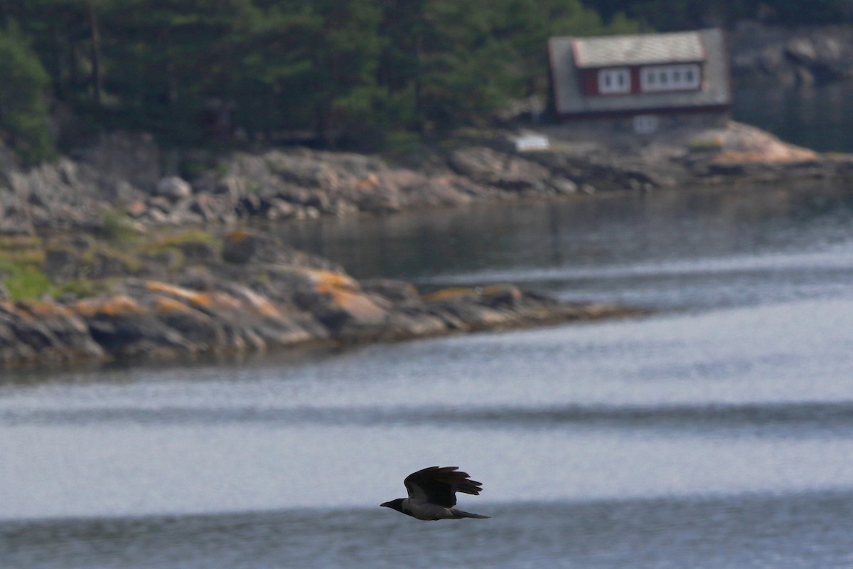 Hooded Crow - ML622011486