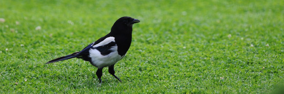Eurasian Magpie - ML622011528