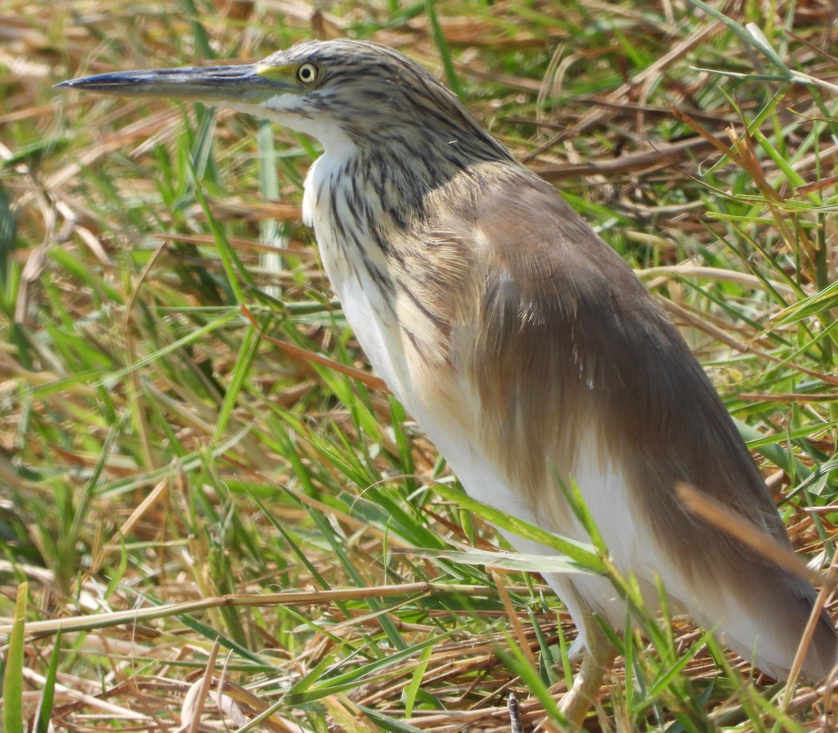 Squacco Heron - Timothy Whitehead
