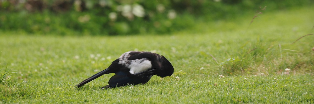 Eurasian Magpie - ML622011579