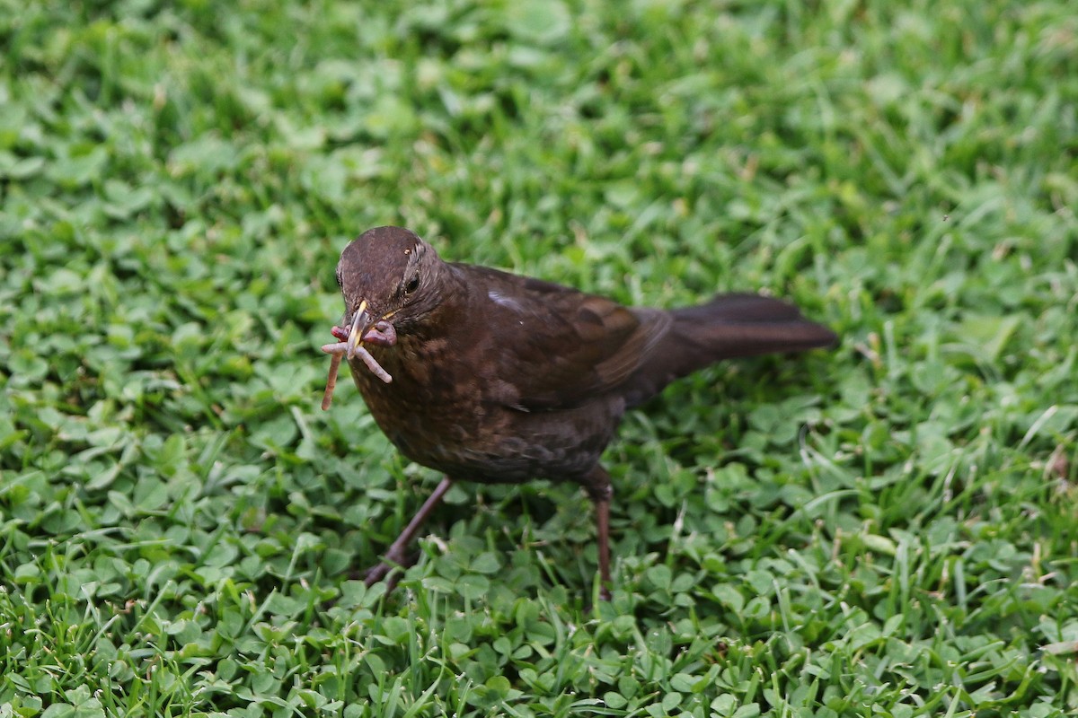 Eurasian Blackbird - ML622011654